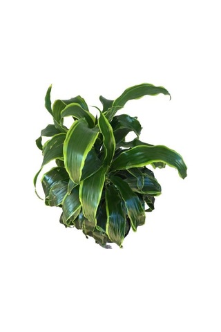 Dracaena Fragrans 'Dorado'