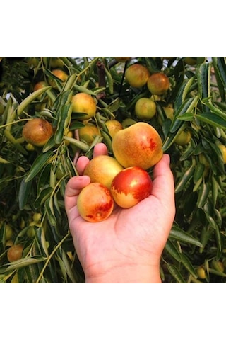 Tüplü Çok İri Taneli Aşılı Hünnap Fidanı Meyve Verir Yaşta