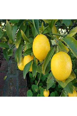 Mutlu Paket Tüplü Aşılı Evde Yetişebilen Mayer Limon Fidanı Sku: Smgstk61965bf720