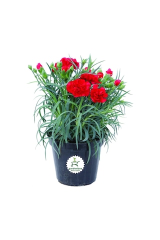 Dolgun Formlu Kırmızı Renk Karanfil Çiçeği 1 Adet 15-25cm Red Dianthus