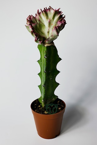 Euphorbia Lactea Cristata Variegata Özel Seri Koleksiyon Aşılı Form 5.5 Cm Saksıda 1 Adet