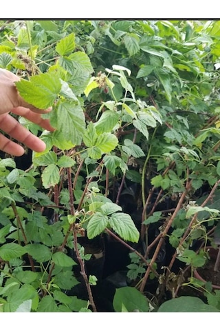 Yediveren Ahududu Fidanı Tüplü 50-70cm Bol Verimli Meyve Fidanı
