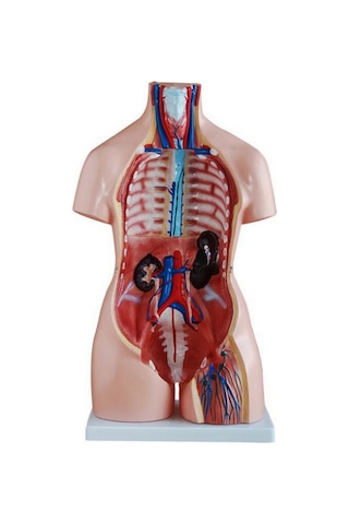 İnsan Vücudu Modeli Torso 85Cm 40 Parça Unısex Tam Boy