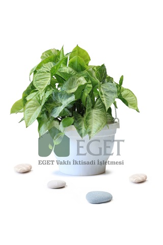 Melek Kanadı Çiçeği Syngonium Podophyllum - 2 Lt Askılı Saksıda