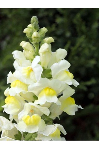 Beyaz Aslan Ağzı Çiçeği 5 10 Cm 10 Adet Saksılı/ Tüplü Iç/ Dış Mekan Bitkisi Antirrhinum
