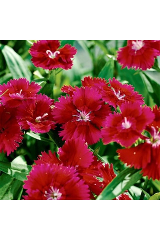 Dianthus Heddewigii Red Karanfil Çiçeği Tohumu 100 Adet