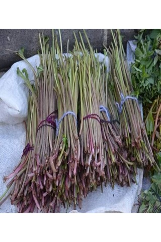 Kaldirik Hoda Ispıt Otu Sapı 500 G