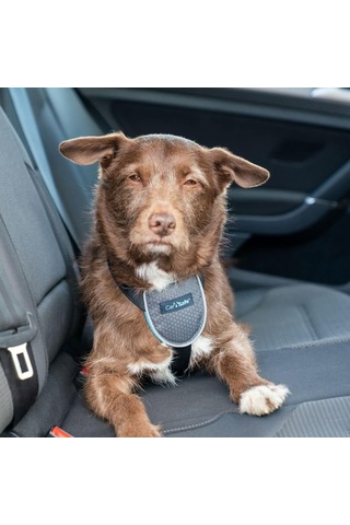 Company Of Animals Carsafe Köpek Harness Araba Seyahat Göğüs Tasması, Small Siyah