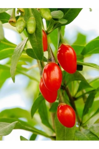 2 Adet Goji Berry Fidanı Damaye Tombul Meyve Tüplü 1 Yaş 12 Ay Dikebilirsiniz....