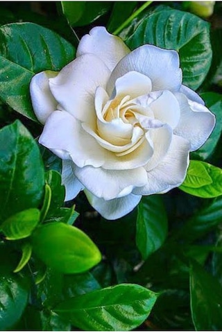 Gardenia Jasmionides Gardenya Fidanı Ofis Salon Bitkisi 10-20 Cm