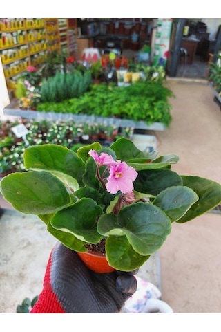 Saksılı ( Açık Pembe Afrika Menekşe Çiçeği )( Ağız Çağı 10 cm lik Saksıda)