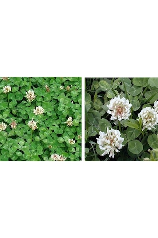 Üçgül Tohumu Ak Üçgül Trifolium Repens Süs Yoncası Bodur Yoncası 1 KG