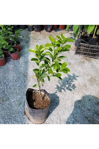 Ithal Aşılı İri Kamkat Fukushu Ultra Bodur. Saksıda