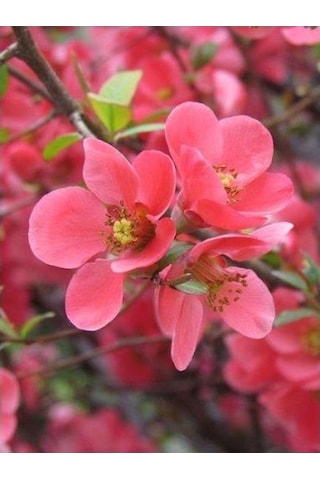 Japon Ayvası Bahar Dalı Fidanı Chaenomeles Japonica 30-50 Cm