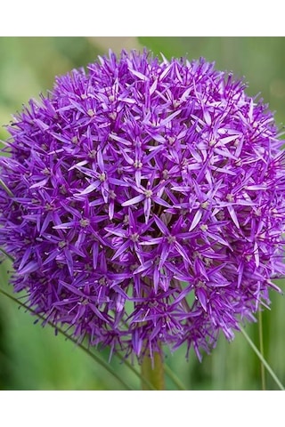 Allium Çiçeği Tohumu Mor Renk 5 Adet Tohum