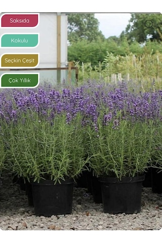 Bitkim Sende Lavanta Fidanı İngiliz Lavandula Angustifolia Hidcote, Saksıda, Kokulu, Çiçek Açan, Çalı