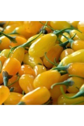 2 Adet Goji Berry Fidanı Sarı Renk Tombul Meyve Tüplü 1 Yaş 12 Ay Dikebilirsiniz....
