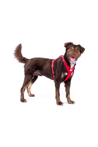 Belka Harness Air-mesh Light-tan 2xl Genel