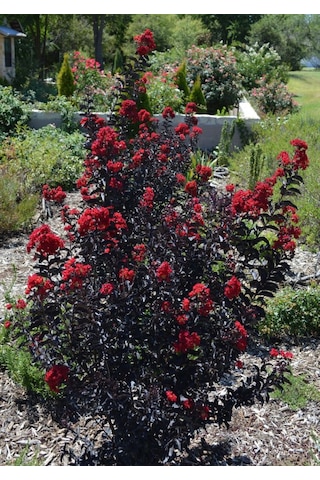 Oya Ağacı Siyah Yapraklı Kırmızı Çiçekli Oya Ağacı 1-2 Yaş