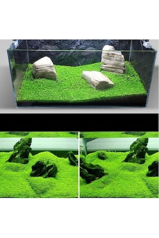 Akvaryum Bitkisi Canlı Su yoncası 5.000++ Adet Tohum