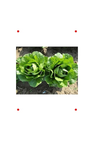 Yedikule Marul Tohumu - 10 Gram Yedikule Marul Tohumu - 10 Gram