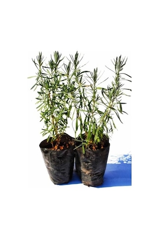 Lavanta Lavandula Angustifolia Fidanı 10-20 Cm