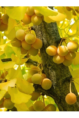 Mabet Ağacı Fidanı Ginkgo Biloba - 1-2 Yaşında Dayanıklı Ve Şif