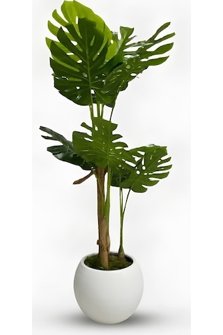 Cihan Çiçekçilik Monstera Ağacı 170cm Beyaz Küre Saksı