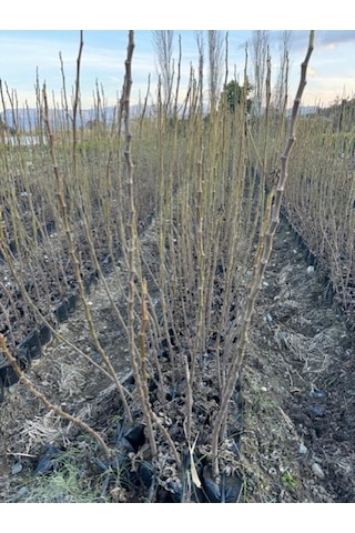 Tüplü 2 Yaş Siyah Orak İncir Fidanı Patlıcan Boy 120-150 Cm