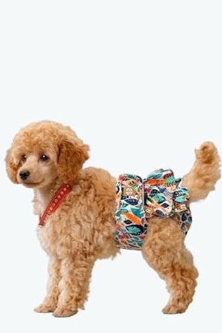 Köpek Regl Ve Çiş Bezleri, 3'lü Avantajlı Paket, 1 Paket 3 Desen Tropical, Small