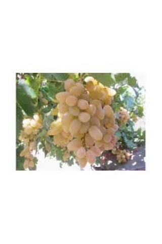 Bahçevilya Hatun Parmağı Üzümü Sarı Renkli Tüplü 1-2 Yaş Arası