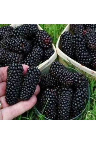 Tüplü Yediveren Siyah Avustralya Dut Fidanı