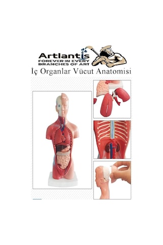 İnsan Organ Maketi 27 Cm 1 Adet İnsan Anatomi Modeli 15 Parça Sök Tak İnsan İç Organları Tıbbi Model Vücut