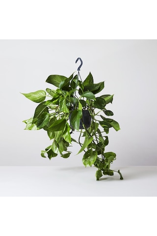 Salon Sarmaşığı Pothos -  Ev Ofis Bitkisi