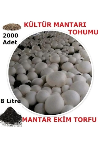 3000 Adet Beyaz Şapkalı Kültür Mantarı Tohumu + 13 Litre Mantar Ekim Torfu Ve Mantar Ekim Yönergesi