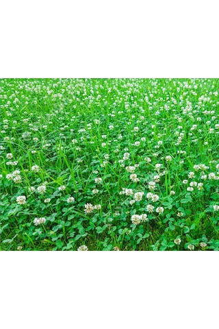 Ak Üçgül Tohumu 500 GR Süs Yoncası Bodur Yonca Çim Tohumu