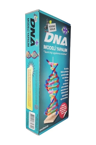 Dna Modeli Yapalım Deney Seti