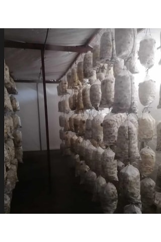 30 Adet 8lt Istiridye Mantar Kompostu