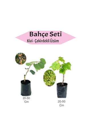 2'li Set Kivi+ Çekirdekli Üzüm Fidanı