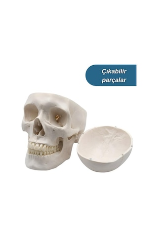 Temel 3 Parçalı Anatomik Kafatası Modeli, Çıkarılabilir Kafatası Kapağı Ve Hareketli Çene Maket