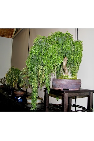 Bodur Bonsai Kıbrıs Akasya Ağacı Tohumu Yetiştirme Kiti
