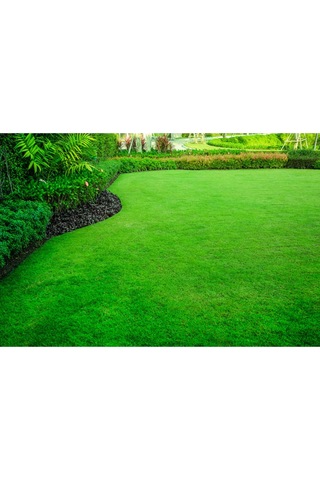 Çim Tohumu 3 Lü Karaşım Ithal Çim Tohumu 1000 Gram Tohum