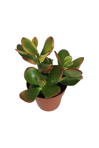 Crassula Ovata Sunset - Para Bitkisi 8,5 Luk