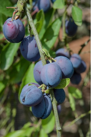 Mürdüm Eriği Fidanı " Prunus Domestica L. " 2 Yaşında Tüplü