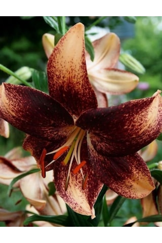 4 Adet Lilyum Zambak Çiçeği Soğanı Kokulu Özel Soft