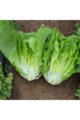 Marul Yedikule Tohumu 10gr Paket Sebze Tohumu
