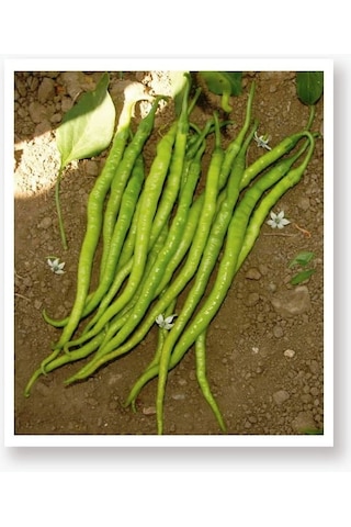 Ata Tohumu Yöresel Tatlı Kıl Sivri Biber 100 Adet Tohum