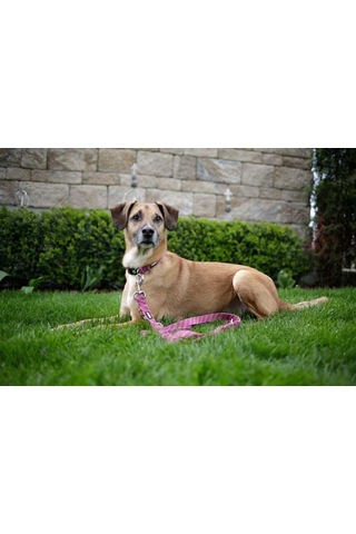 Kerbl Köpek Gezdirme Kayışı Colorado Fuşya 120 CM x 20 MM Fuşya