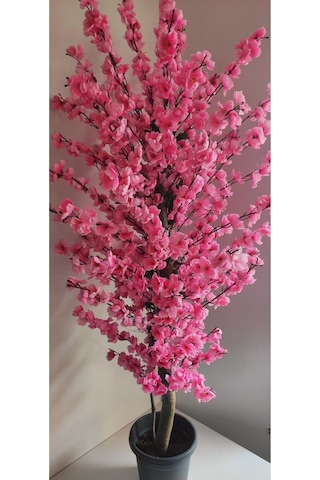 Rüzgar Çiçekcilik 145 Cm Plastik Saksıda Pembe Bahardali Pembe