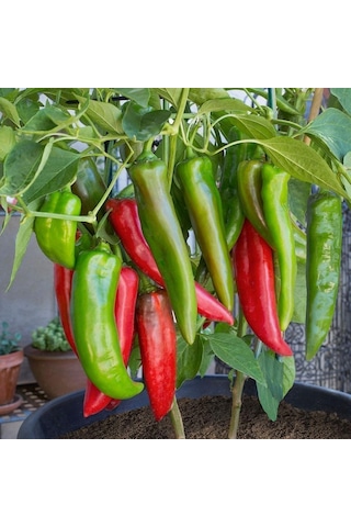 Közlemelik Biber 500 Tohumu Oturak Tipi